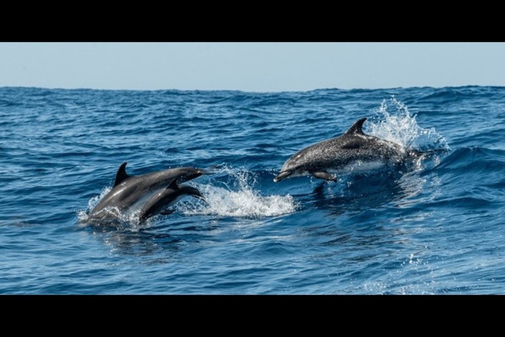 Dolphins passing offshore near Seaside Sanctuary